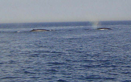 Whales 2